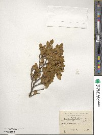 Nothofagus betuloides image