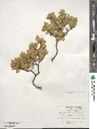 Nothofagus betuloides image