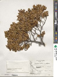 Nothofagus betuloides image