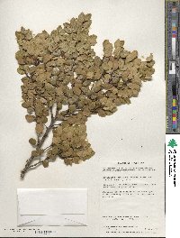 Nothofagus betuloides image