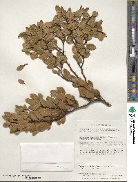 Nothofagus betuloides image