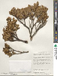 Nothofagus betuloides image