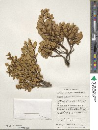 Nothofagus betuloides image