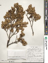 Nothofagus betuloides image