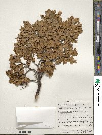 Nothofagus betuloides image