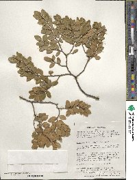 Nothofagus betuloides image