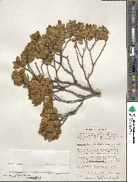 Nothofagus betuloides image