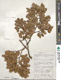 Nothofagus betuloides image