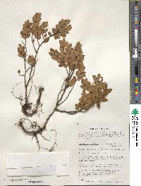 Nothofagus betuloides image