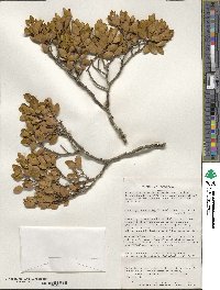 Nothofagus betuloides image