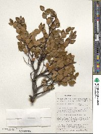 Nothofagus betuloides image