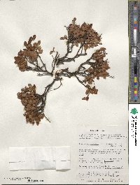 Nothofagus betuloides image