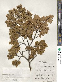 Nothofagus betuloides image