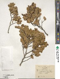 Nothofagus betuloides image