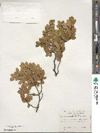 Nothofagus betuloides image