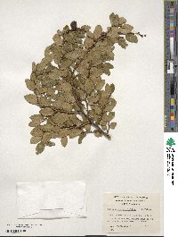 Nothofagus betuloides image