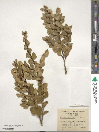 Nothofagus betuloides image