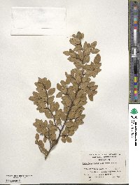 Nothofagus betuloides image