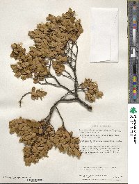 Nothofagus betuloides image