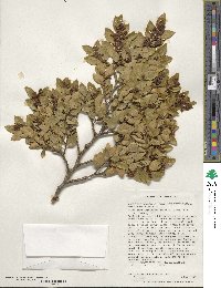 Nothofagus betuloides image