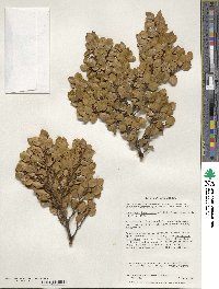 Nothofagus betuloides image