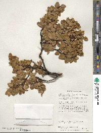 Nothofagus betuloides image