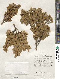 Nothofagus betuloides image