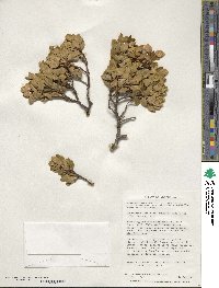 Nothofagus betuloides image