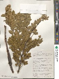 Nothofagus betuloides image