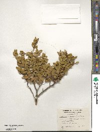 Nothofagus betuloides image