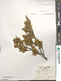 Nothofagus betuloides image