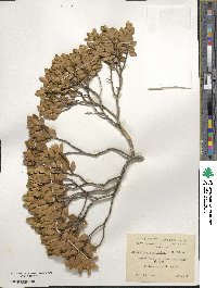 Nothofagus betuloides image