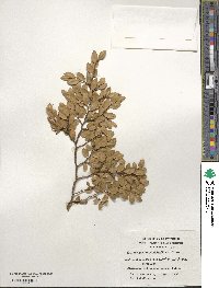 Nothofagus betuloides image