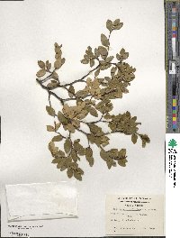 Nothofagus betuloides image