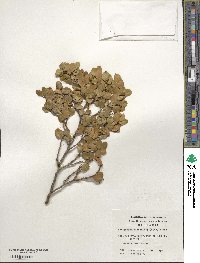 Nothofagus betuloides image