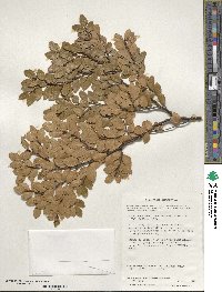 Nothofagus betuloides image