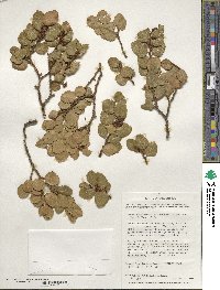 Nothofagus betuloides image