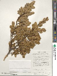 Nothofagus betuloides image