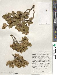 Nothofagus betuloides image