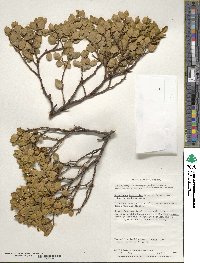 Nothofagus betuloides image