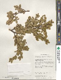 Nothofagus betuloides image