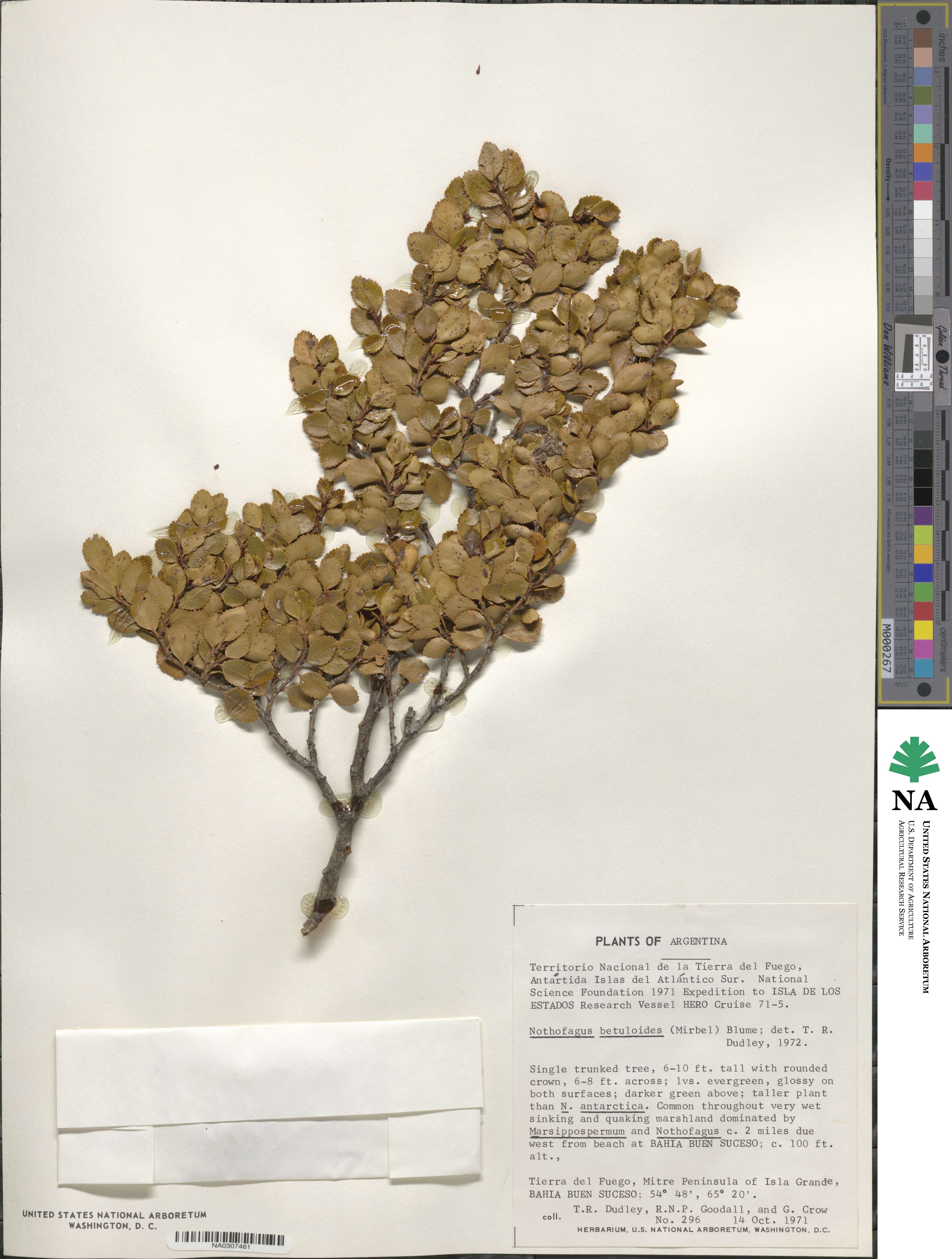 Nothofagus betuloides image