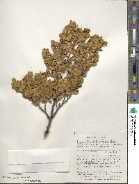 Nothofagus betuloides image