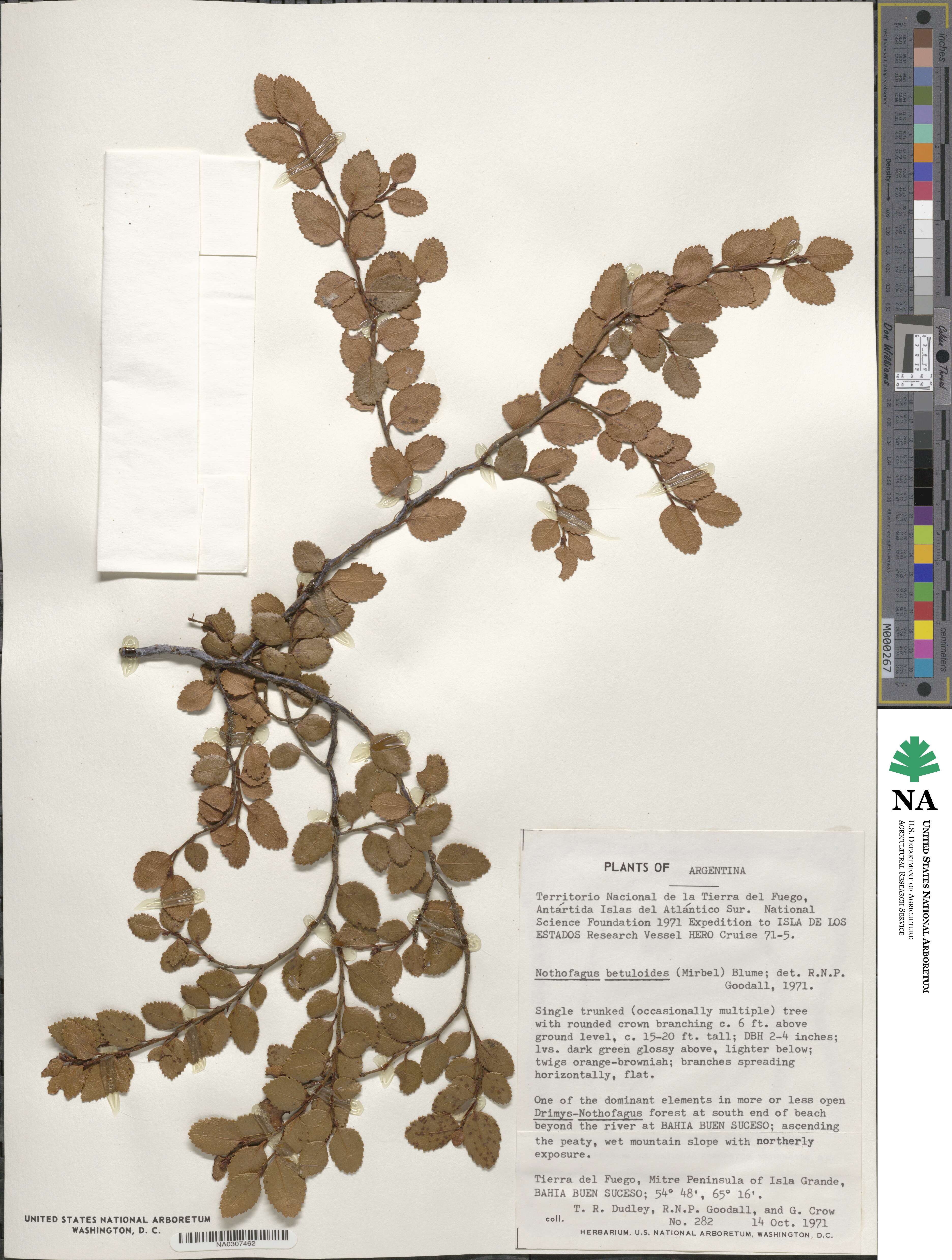 Nothofagus betuloides image