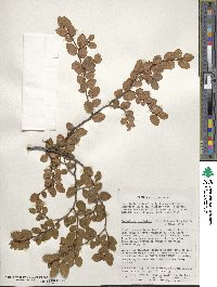 Nothofagus betuloides image