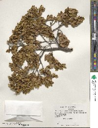 Nothofagus betuloides image