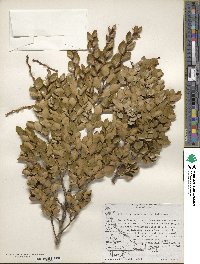 Nothofagus betuloides image