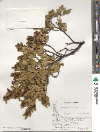 Nothofagus betuloides image