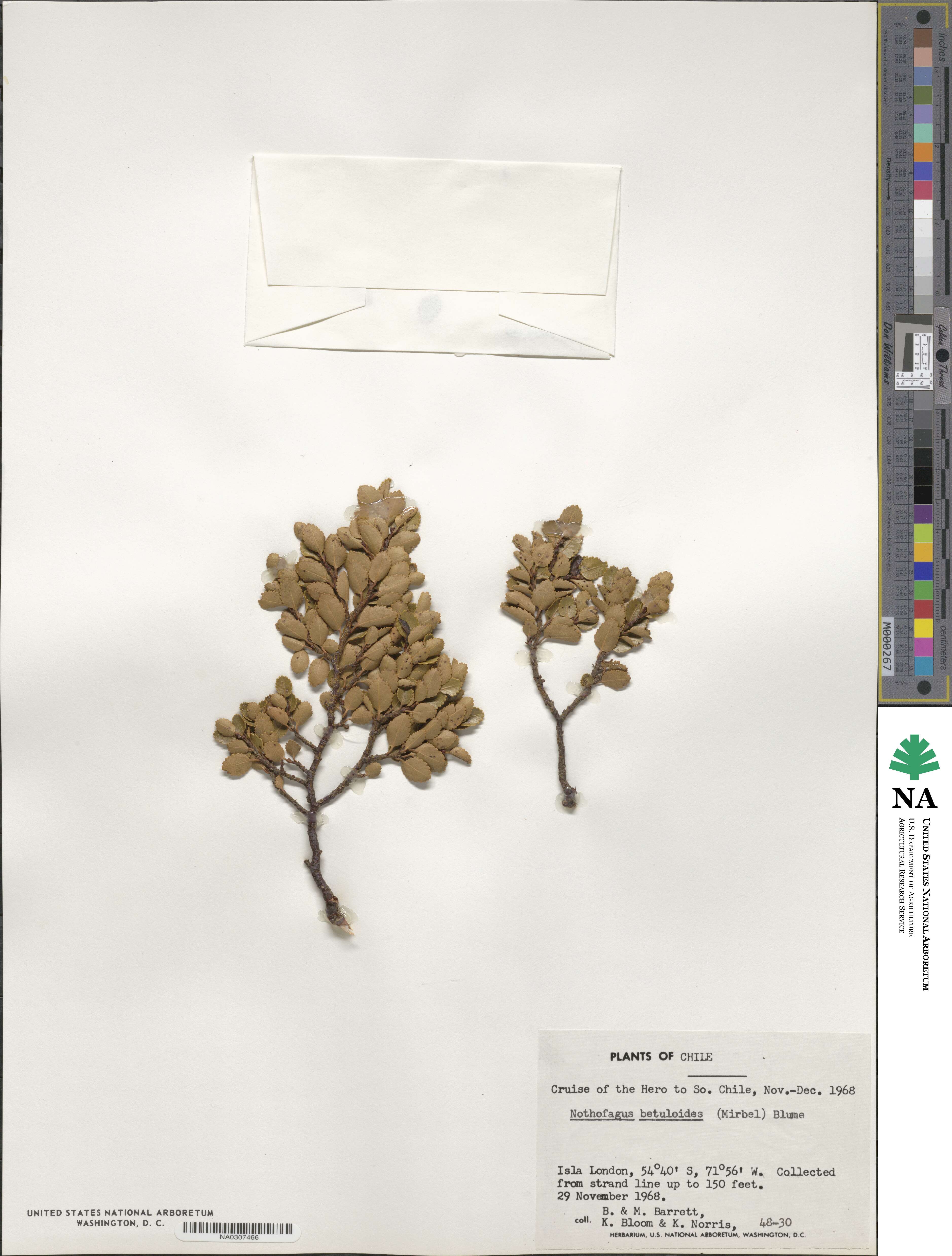 Nothofagus betuloides image