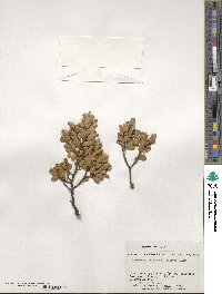 Nothofagus betuloides image